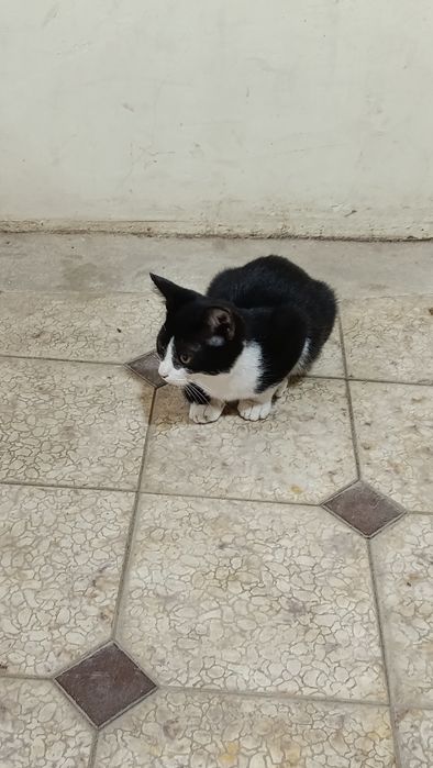 Милинкие кошечки