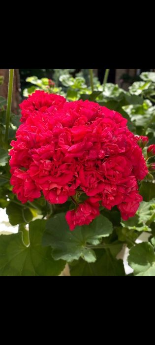 Продам сортовые пеларгонии