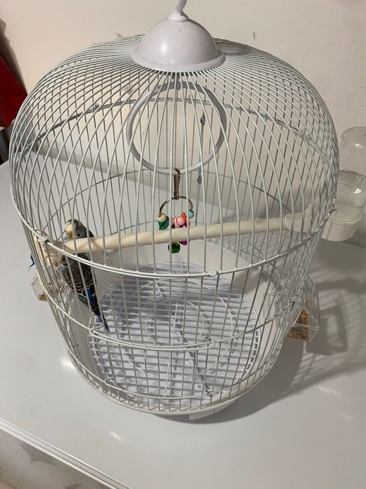 Продам попугаев пара