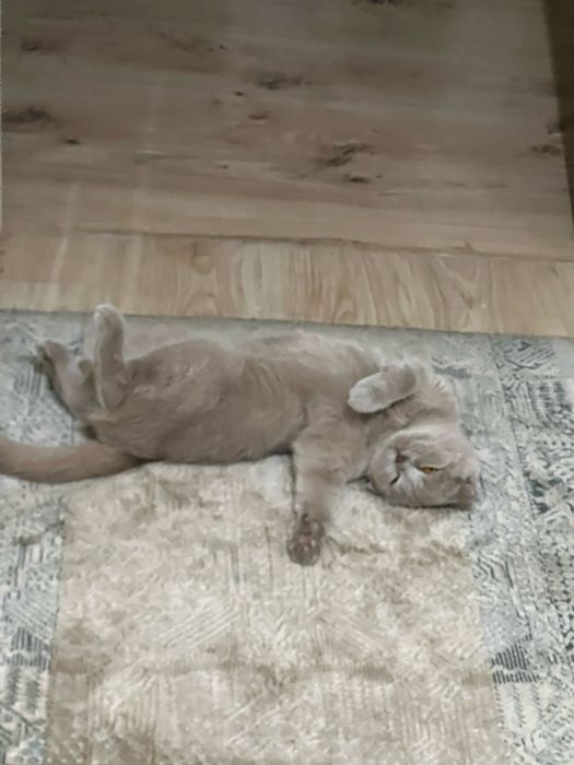 Продается кошка скоттиш фолд