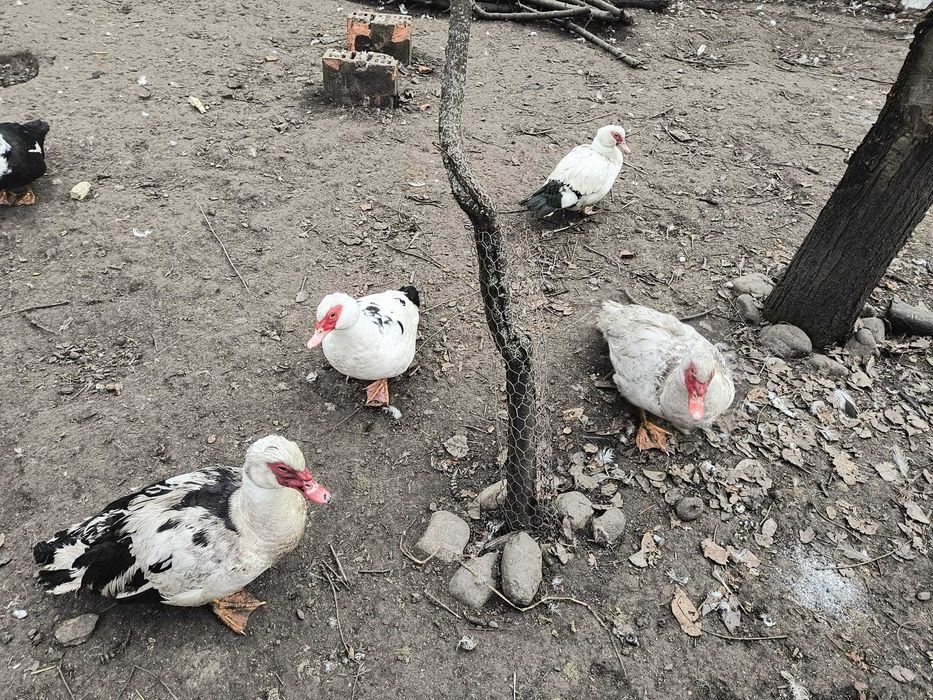 Ouă de rațe mute pentru incubat.