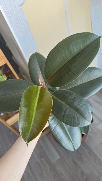 Фикус большой продам