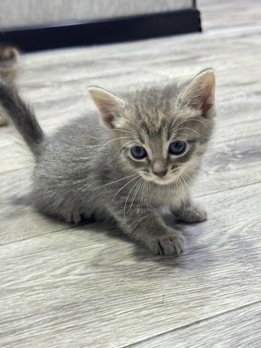 Отдам котят в добрые руки