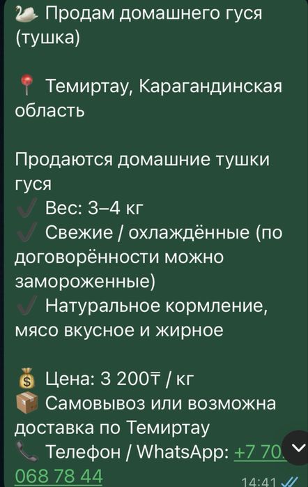 Гусь домашный с Кокшетау