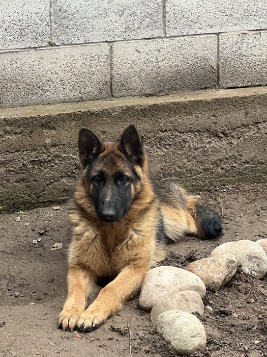 Проодам немецкую овчарку