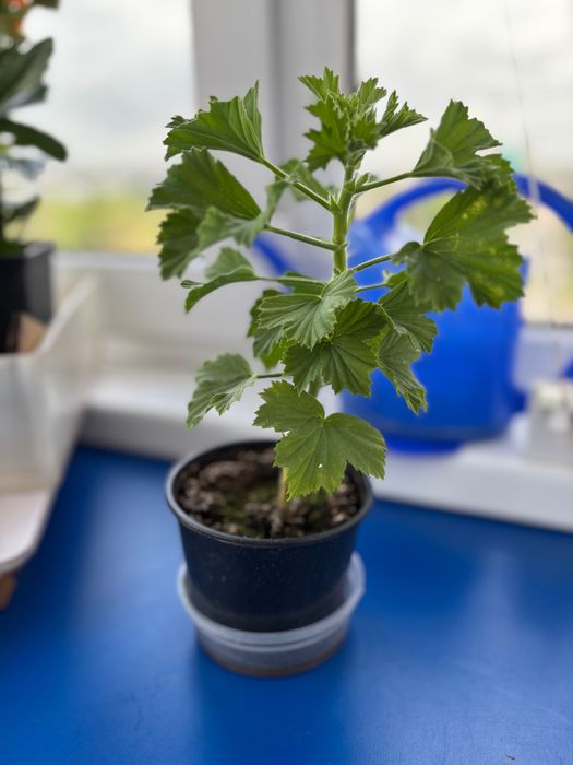 Продам растение герань (пеларгония)