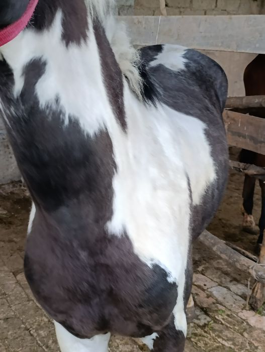 2.5 yosh ot sotiladi