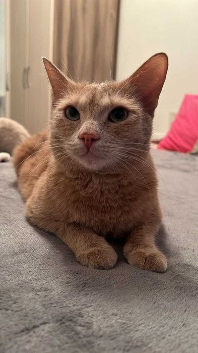 Бесплатно отдадим кота