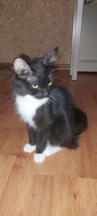 Кошка, наполовину мэйнкун. 3 года. Есть паспорт, делали прививки.