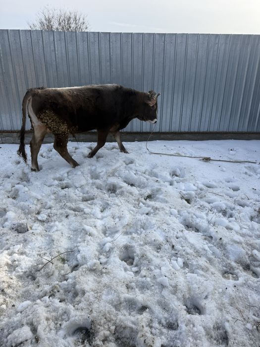 Продам быка на племя