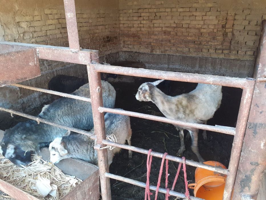 Раманов куйлари сотилади