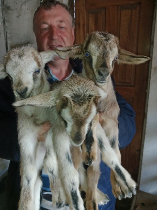 Продам альпийских козлят
