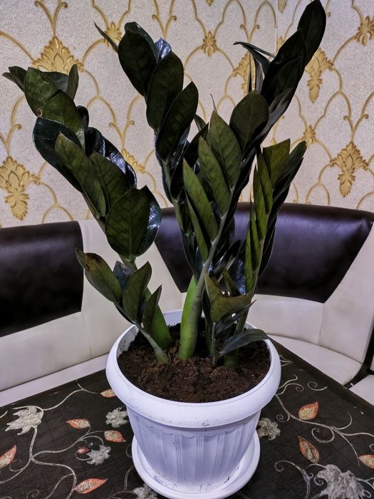 Комнатные растения. Доставка