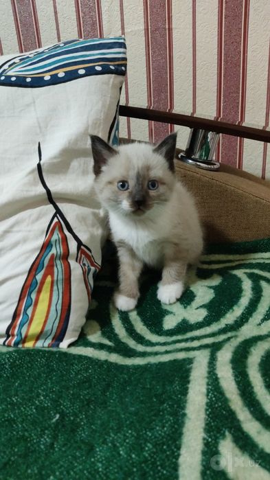 Кошки очень красивые