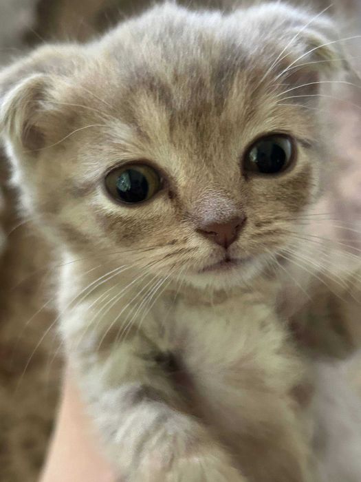 Котенок продается