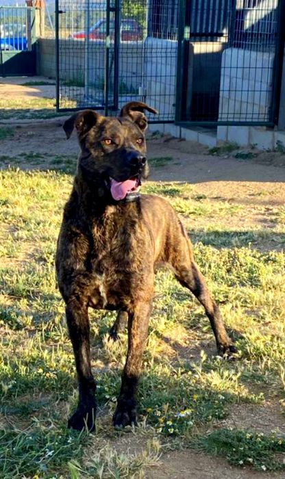 Alano spaniol rasa unica