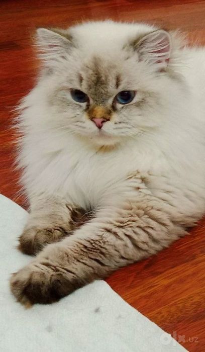 Роскошный котёнок Скоттиш Фолд колор Поинт голубоглазый