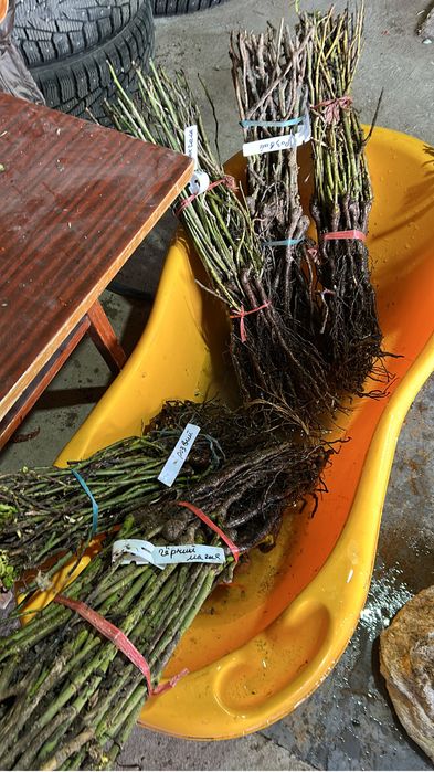 Продам саженцы роз