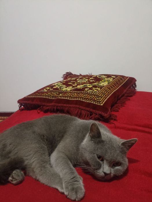 Мушук  қиз бола мушук қиз бола