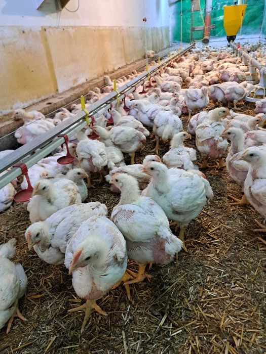 Vand pui de carne, 4 saptamani, peste 1,5 kg media 20 lei