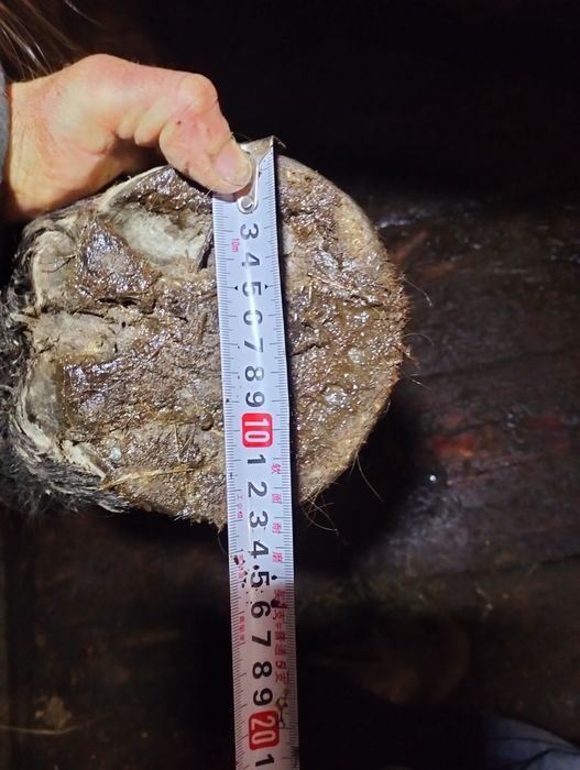 Vând mânz semigreu de 10 luni