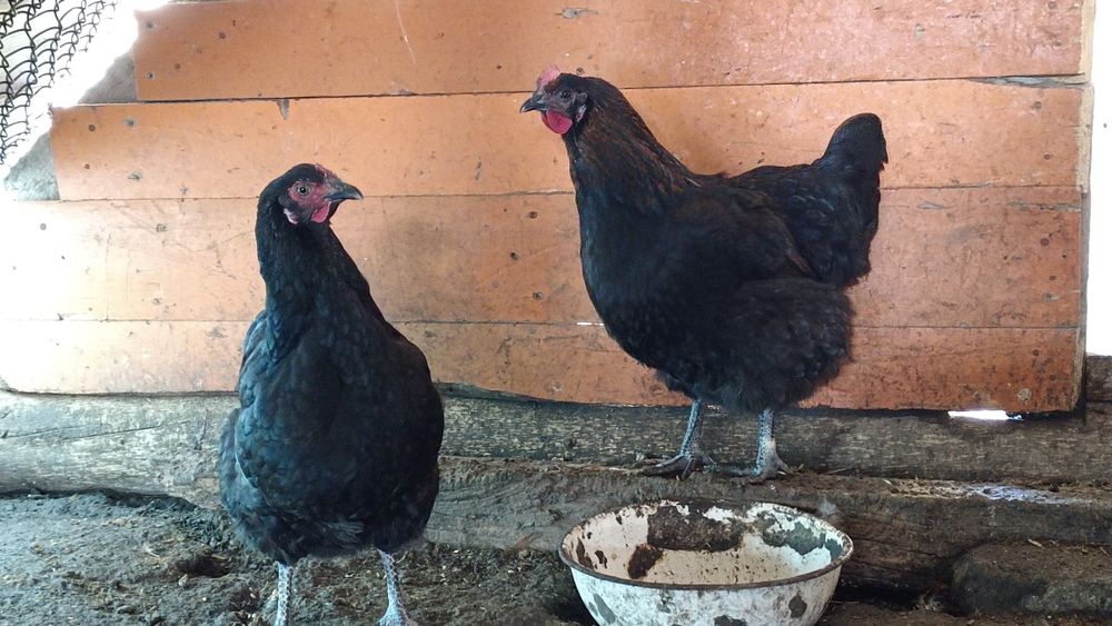 Продаю Кур и Петухов.