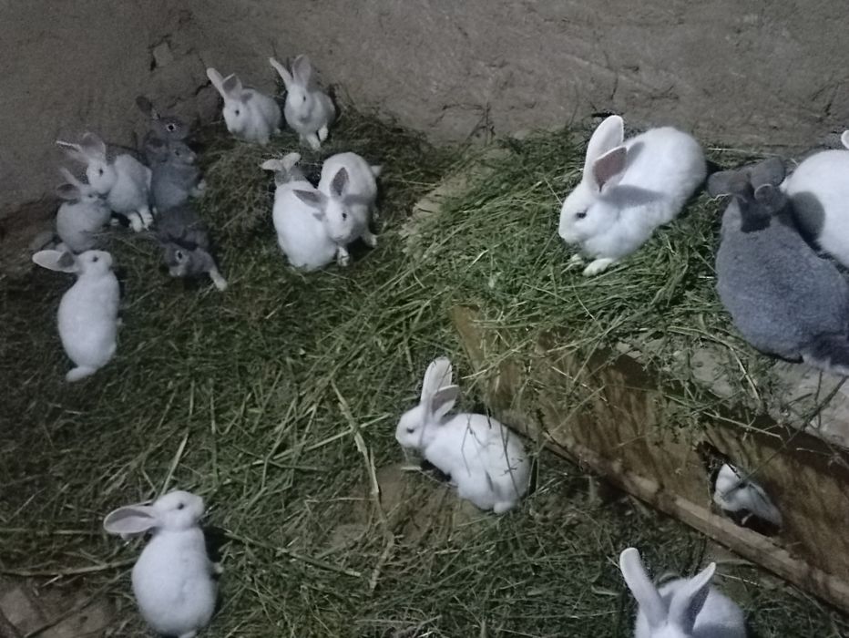 Quyonlar sotiladi soglom xikol zoti