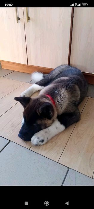 Щенки Американская Акита