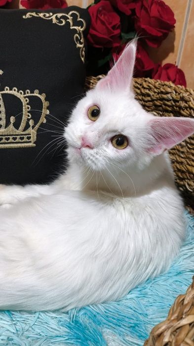 Белый Мейн кун КОТЯТА
