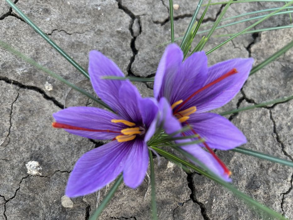 Sofran ( crocus sativus )