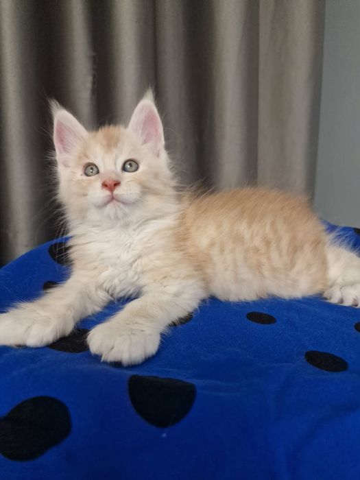 Мэйн Кун котенок