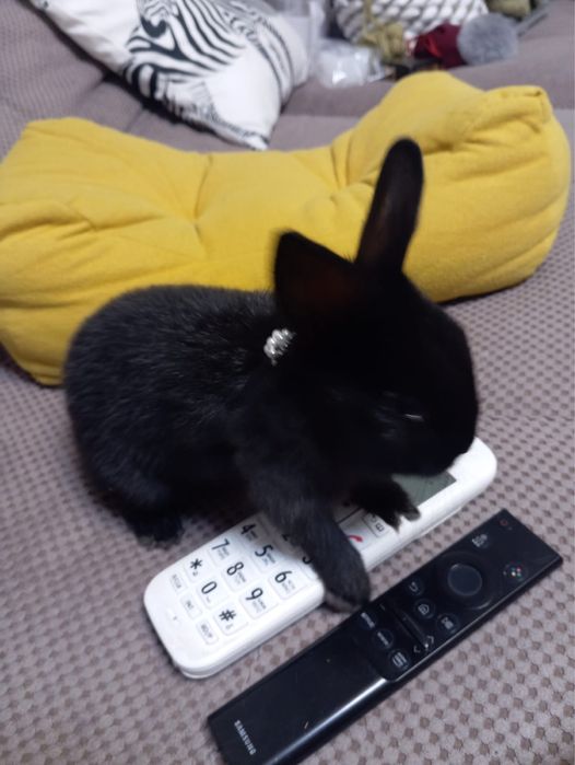 Декоративные кролики и клетки