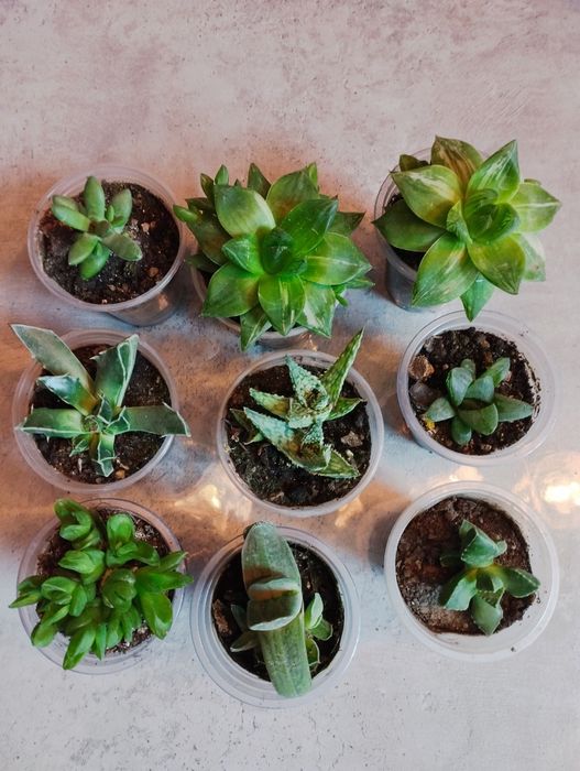 . Кактусы и суккуленты