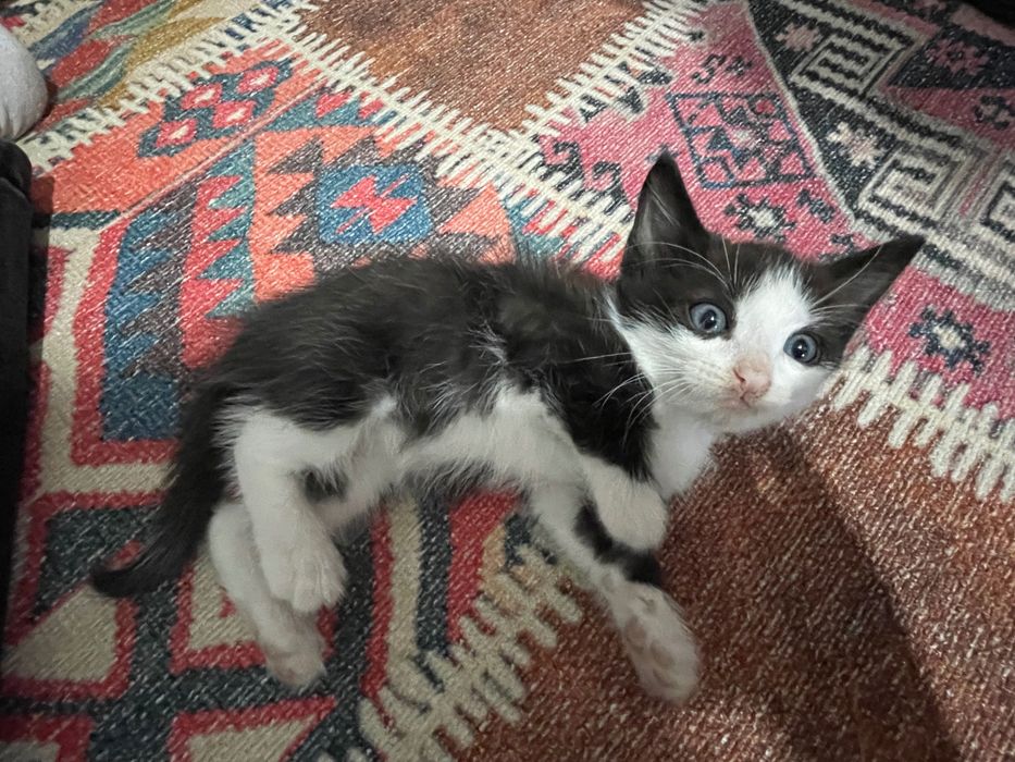 Отдам котят в добрые руки бесплатно