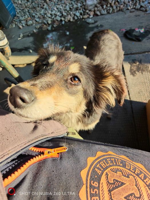 Отдам щенка в добрые руки