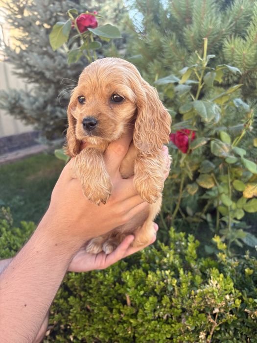 Cocker Spaniel fetita
