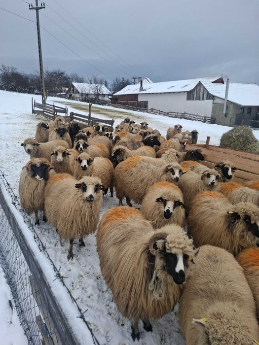 Oi de vanzare 50 bucatii