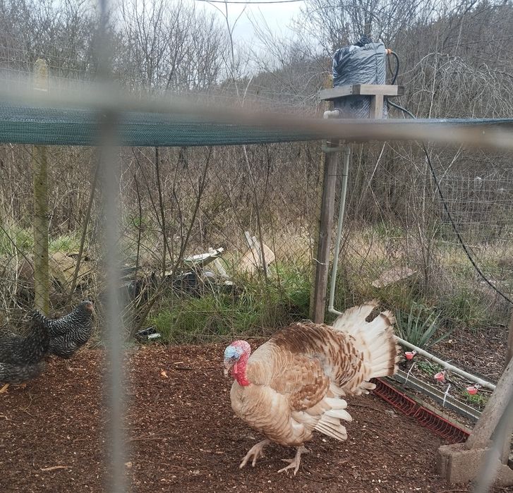 Домашни ярки, кокошки,пуяци