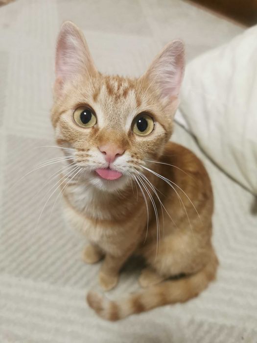 Pet sitting/ Ingrijire animale la domiciliu -  Medias si zonele limitrofe