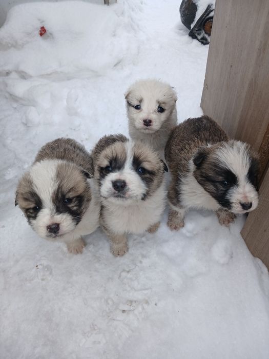 Продам красивых щенят