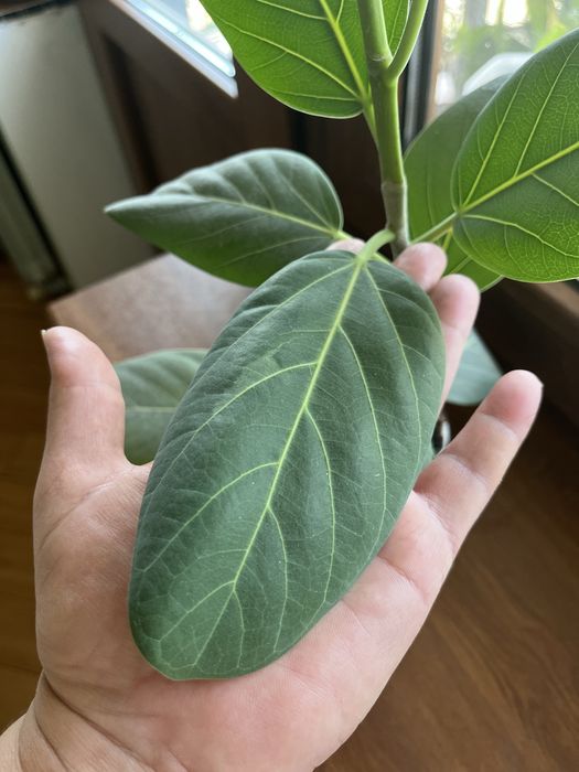 Продам фикус Андре
