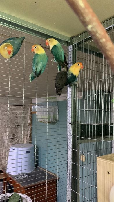 Попугаи разных видов