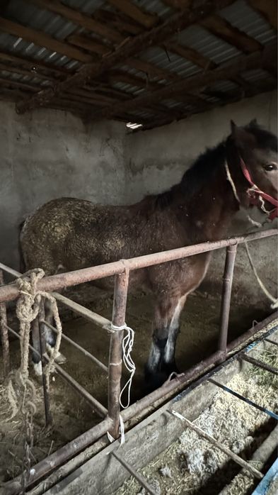 Кунан байланган семыз