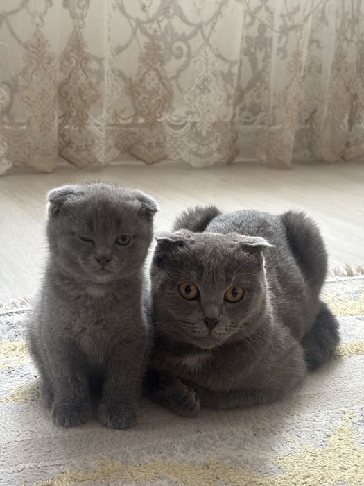 Продам британских котят