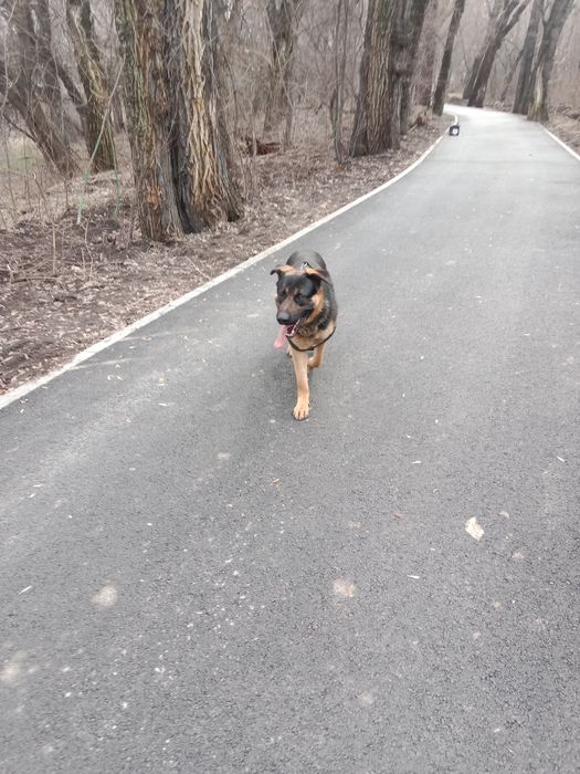 Продам собаку, кобеля