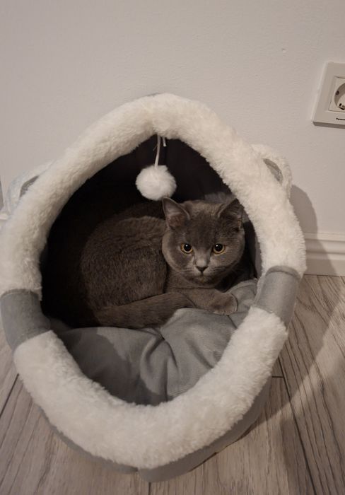 Motănel British Shorthair