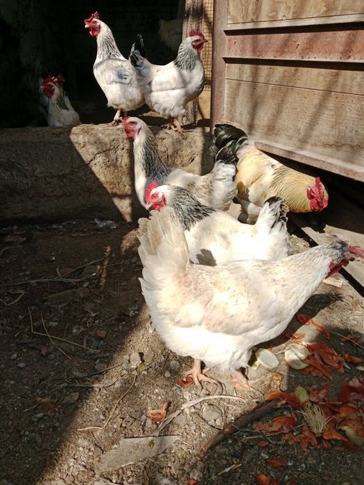 Продам инкубационные яйцо курей