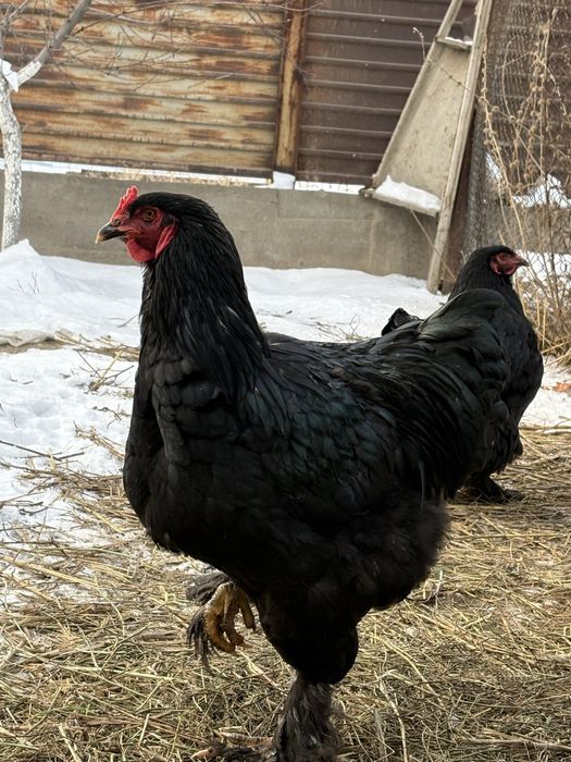 Черный брама 6 месяц