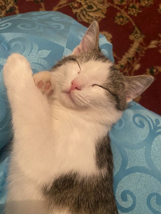 пропала кошка средная кошка