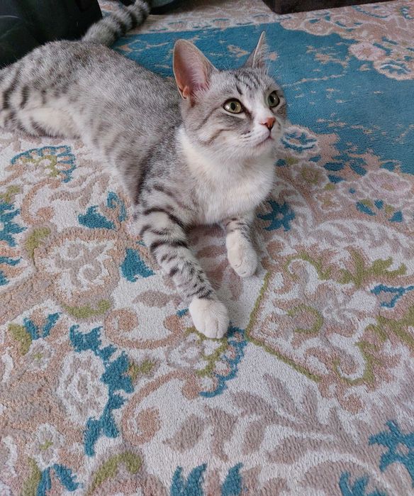 Стерилизованная кошечка